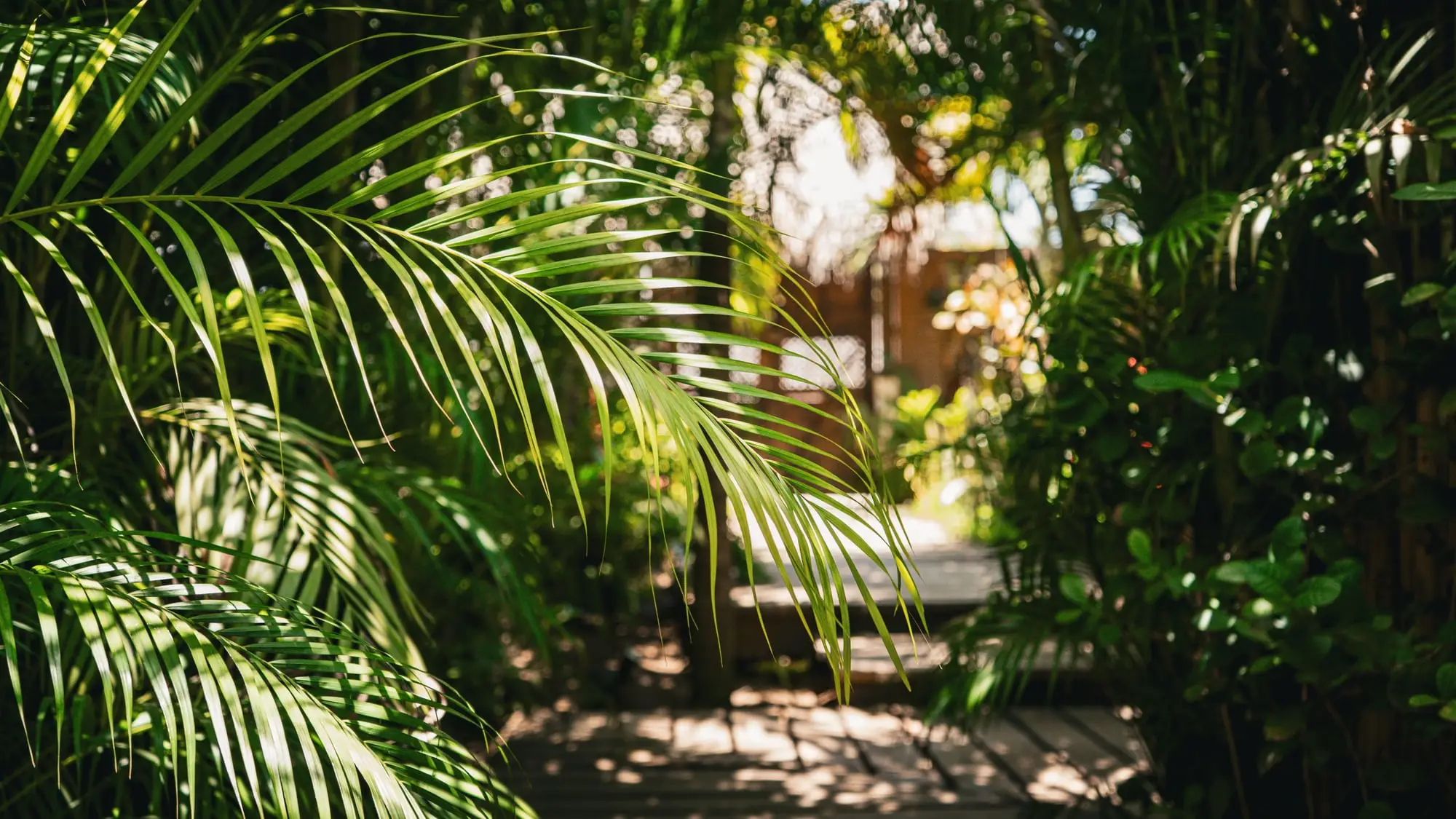 Jardin — chemin tropical